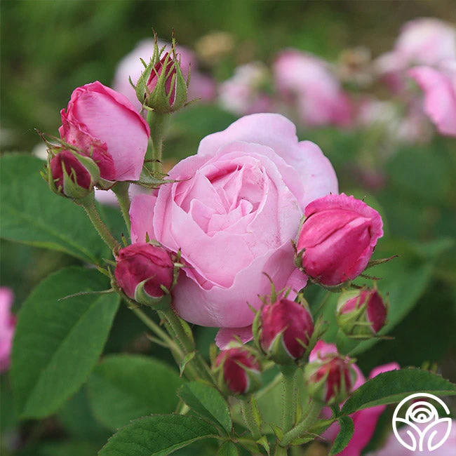 Coupe D' Hebe - Image 7