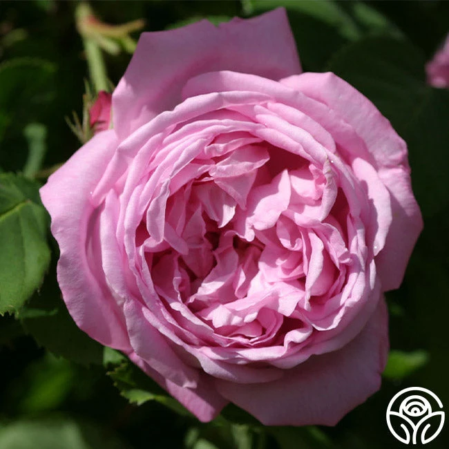 Coupe D' Hebe - Image 2