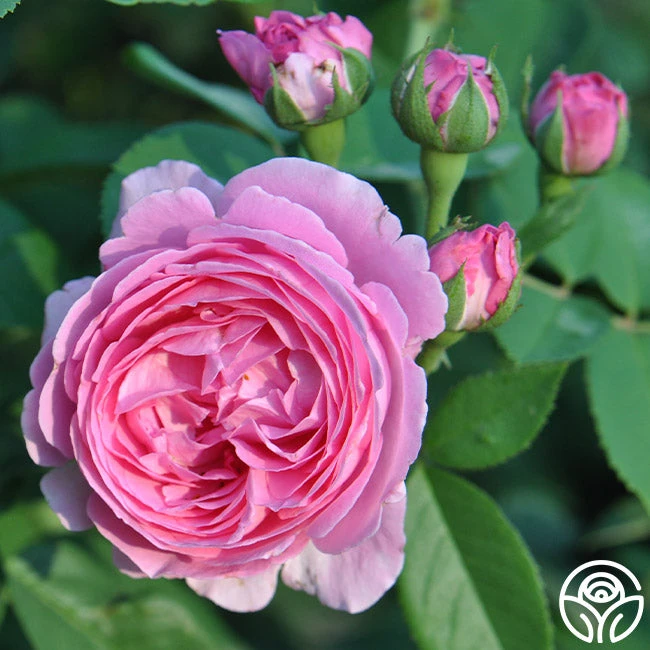 Coupe D' Hebe - Image 6