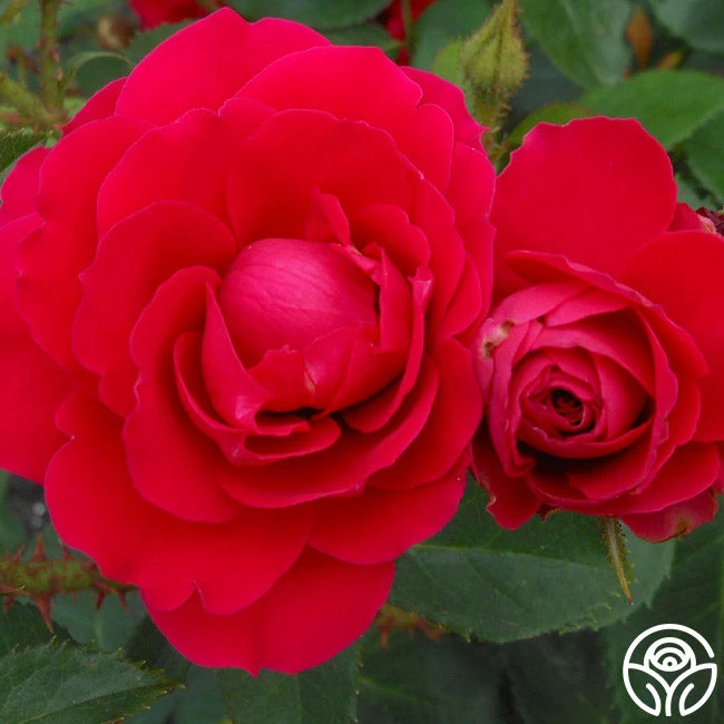 Danny Boy™ - Image 2