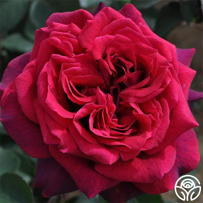 Parfuma® Dark Desire™ - Image 2