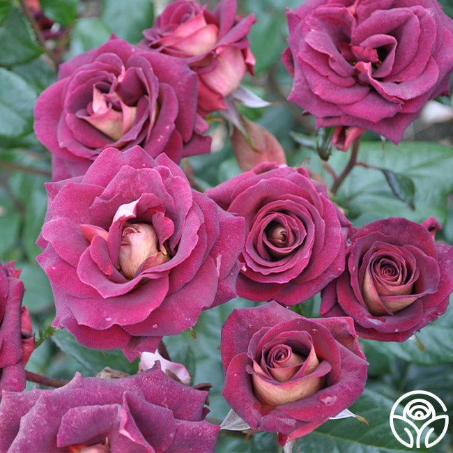 Dark Night™ - Image 2