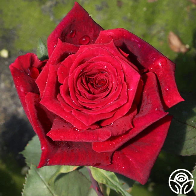 Deep Secret - Image 5