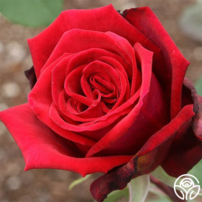 Deep Secret - Image 2