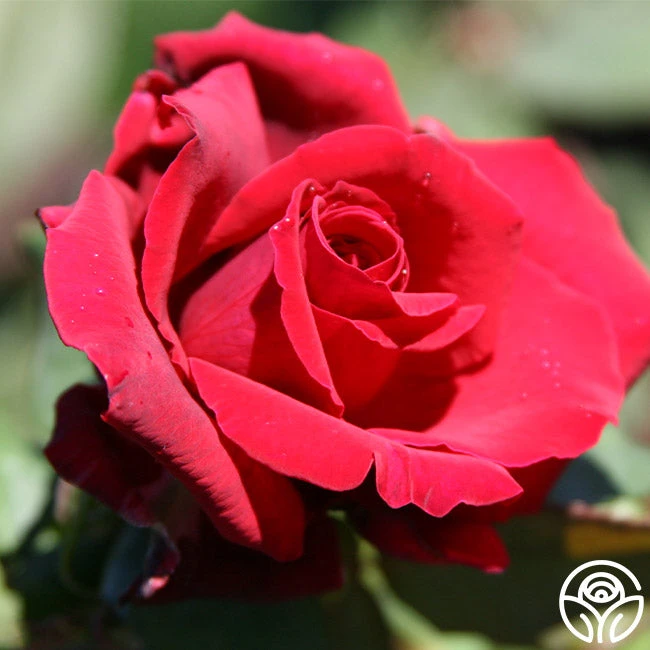 Deep Secret - Image 7