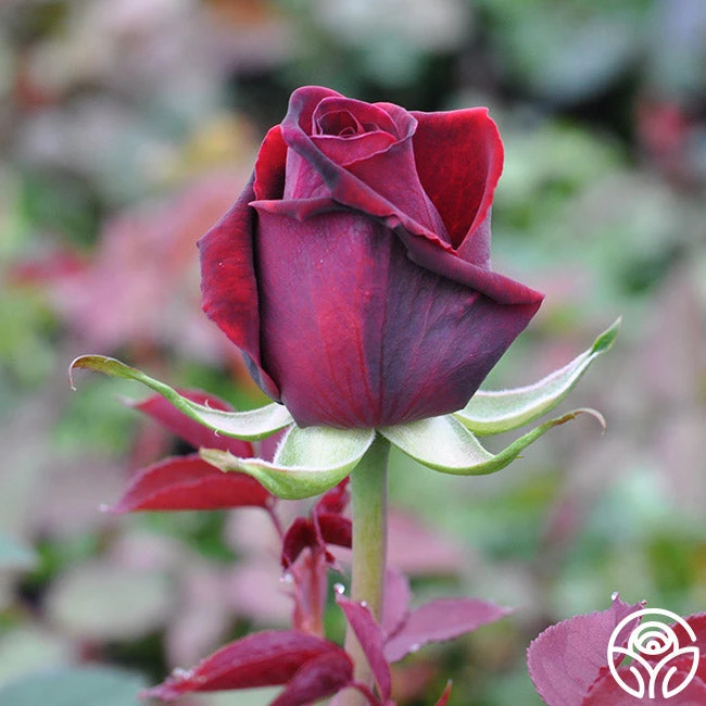 Deep Secret - Image 3