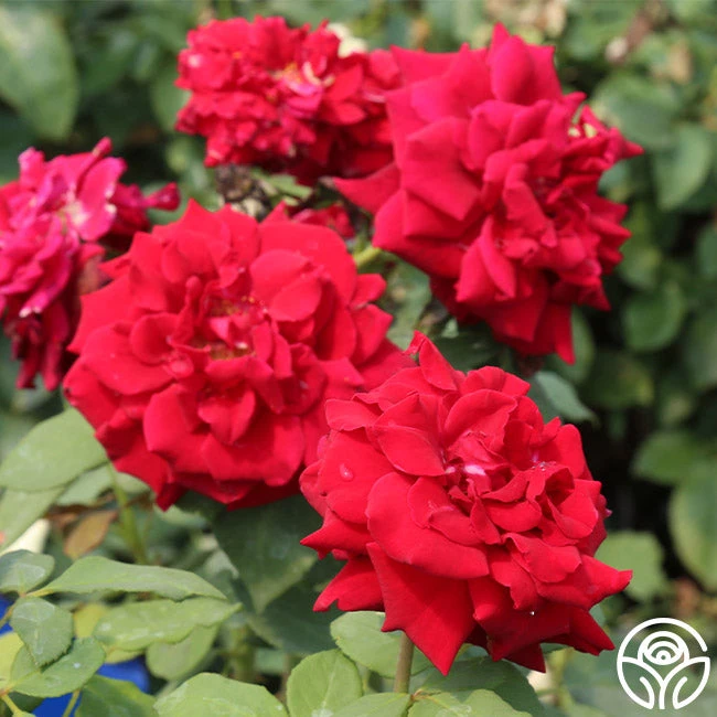 Deep Secret - Image 4