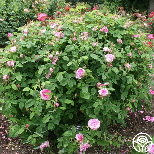 Duchesse De Rohan - Image 2