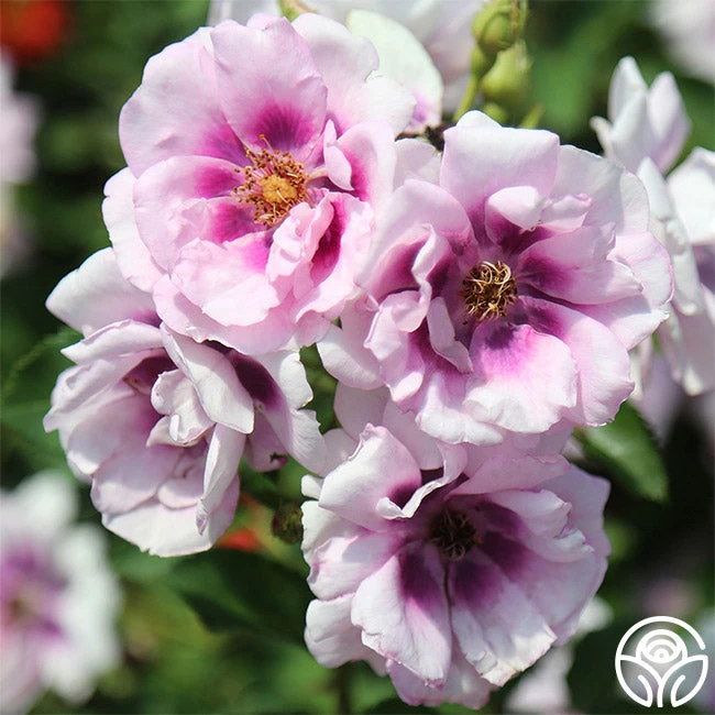 Easy On The Eyes™ - Image 2