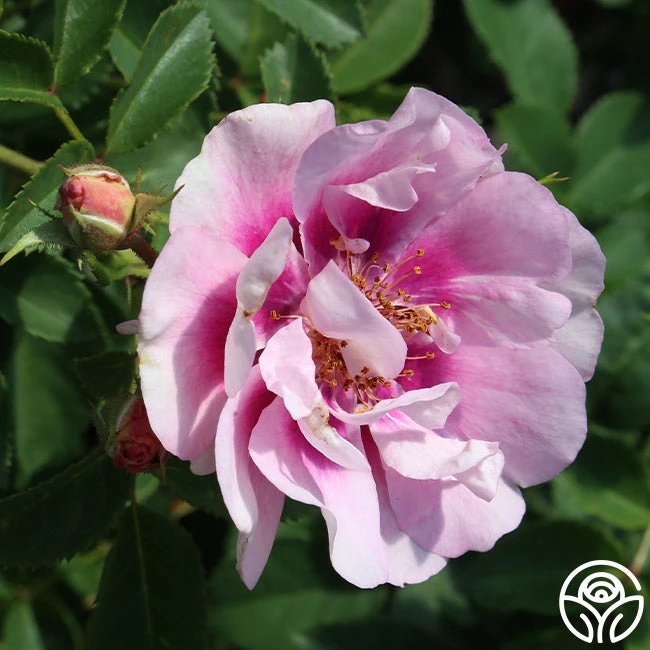 Easy On The Eyes™ - Image 3