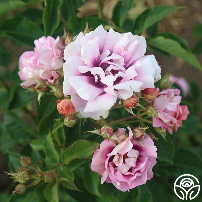 Easy On The Eyes™ - Image 4