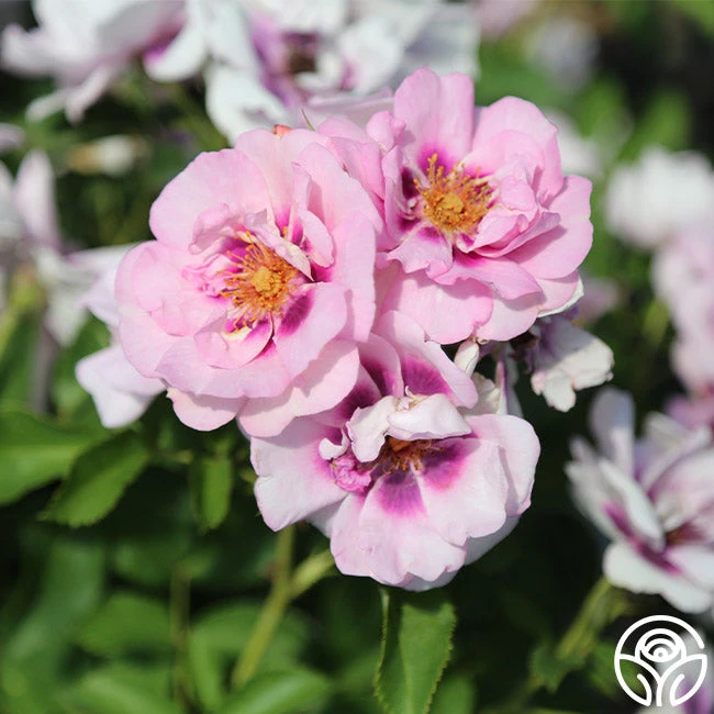 Easy On The Eyes™ - Image 5