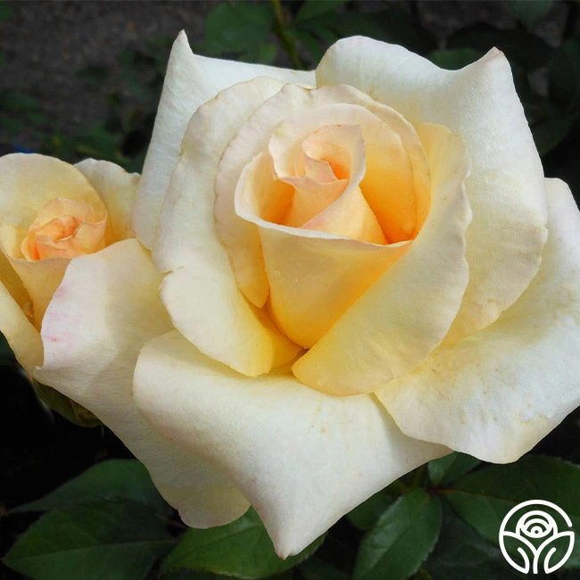 Elegant Beauty - Image 3