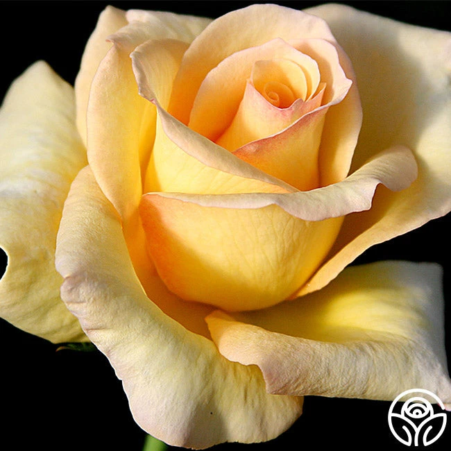 Elegant Beauty - Image 2