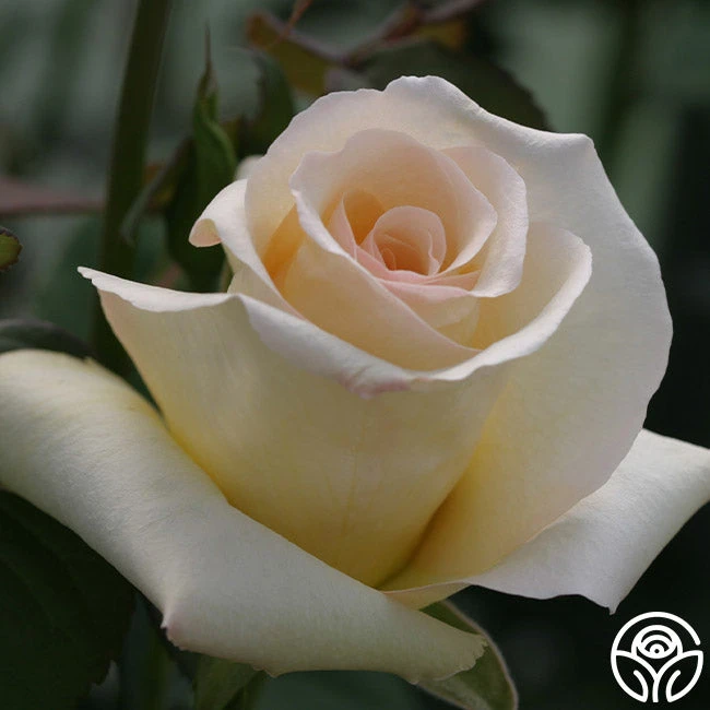 Elegant Beauty - Image 4