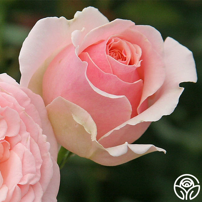 English Sachet™ - Image 3