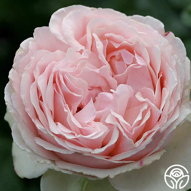 English Sachet™ - Image 2