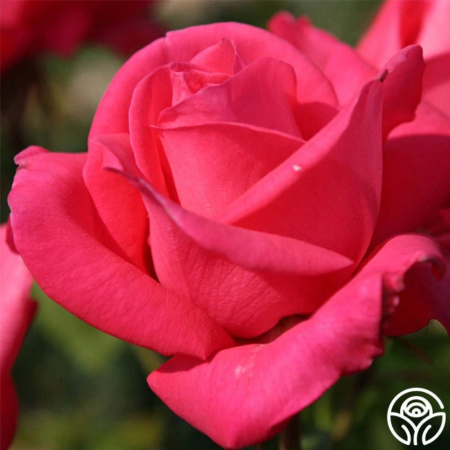 Eleganza® Fiji - Image 4