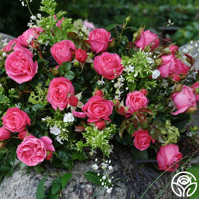 Eleganza® Fiji - Image 2