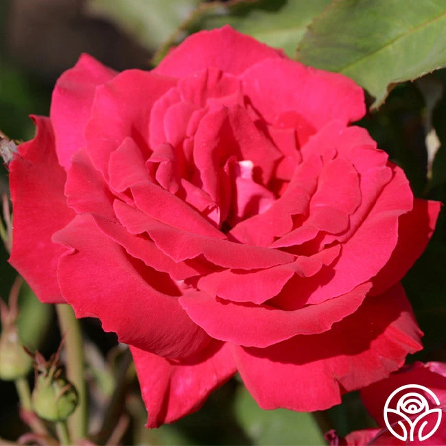 Forgotten Dreams - Image 2