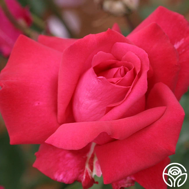 Forgotten Dreams - Image 4