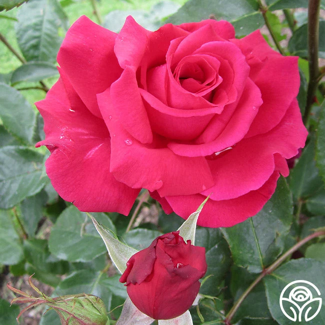 Forgotten Dreams - Image 3