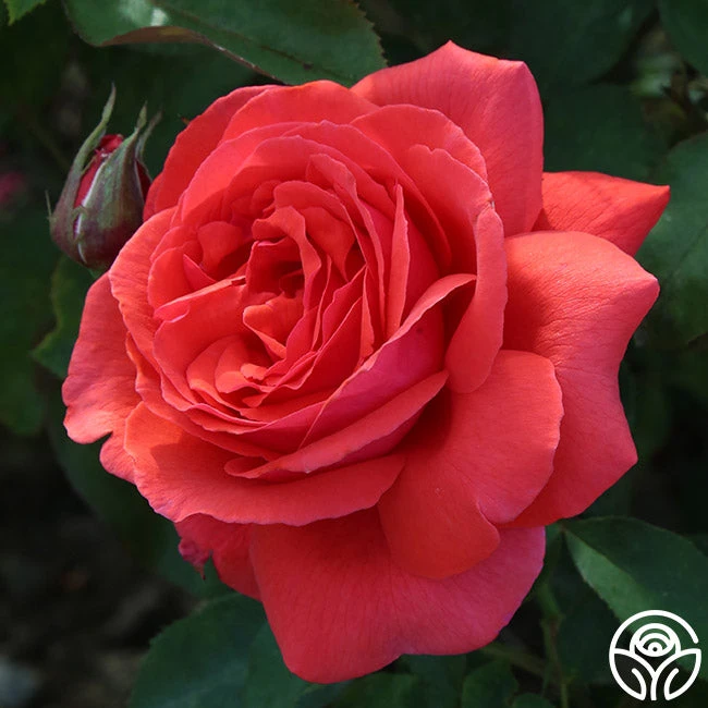 Fragrant Cloud - Image 2