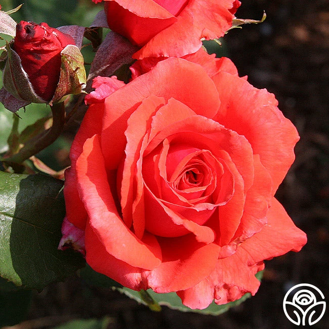 Fragrant Cloud - Image 8