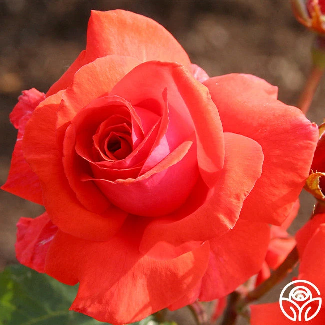 Fragrant Cloud - Image 6