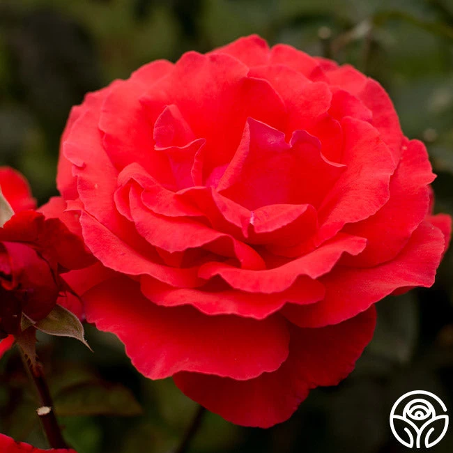 Fragrant Cloud - Image 7