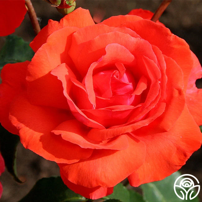 Fragrant Cloud - Image 4