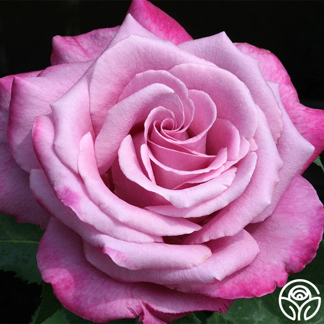 Fragrant Plum - Image 2