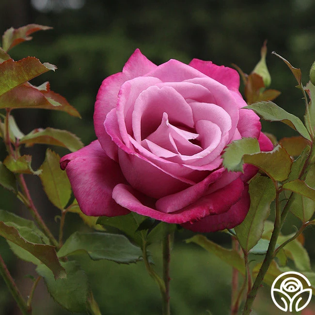 Fragrant Plum - Image 7