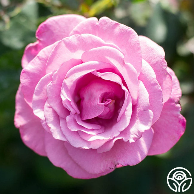 Fragrant Plum - Image 10