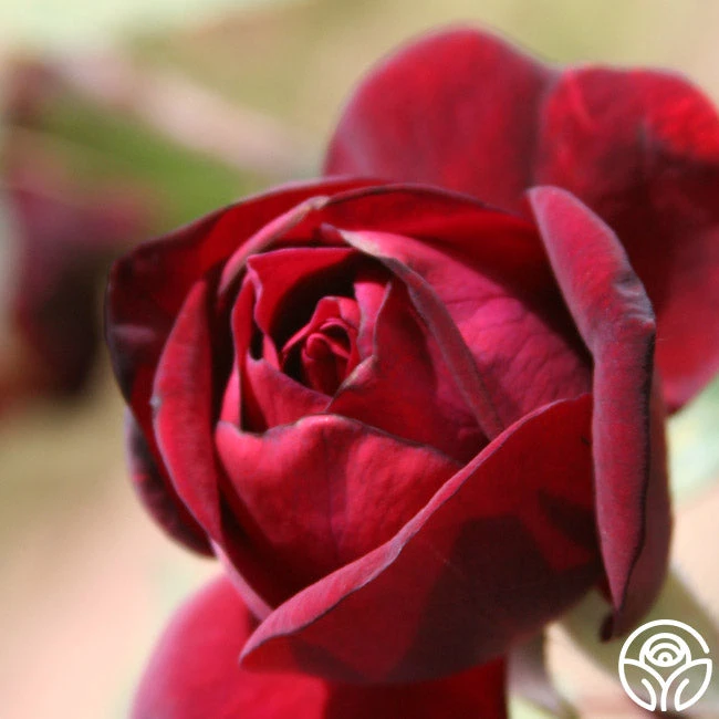 Francis Dubreuil - Image 3