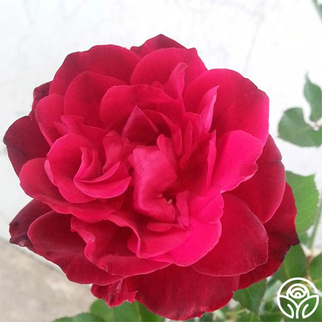 Francis Dubreuil - Image 2