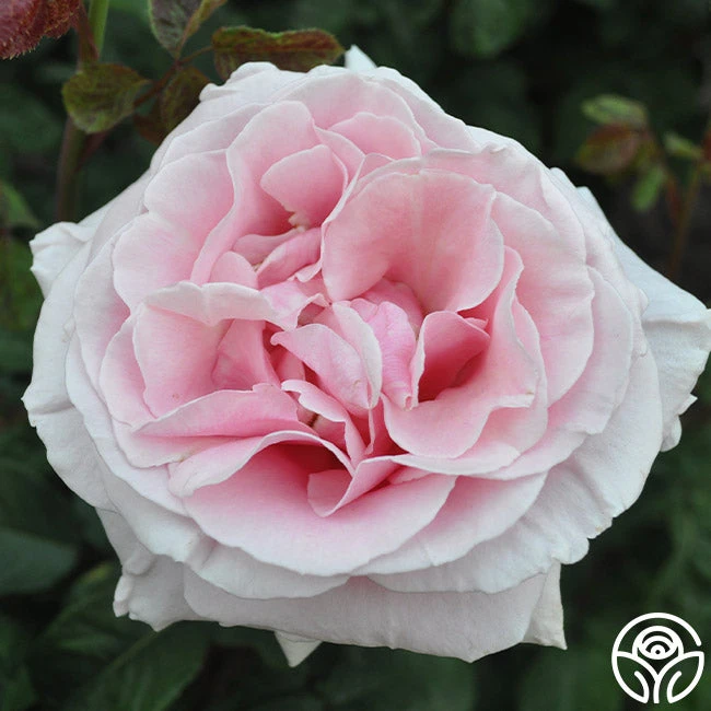 Frédéric Mistral® - Image 2