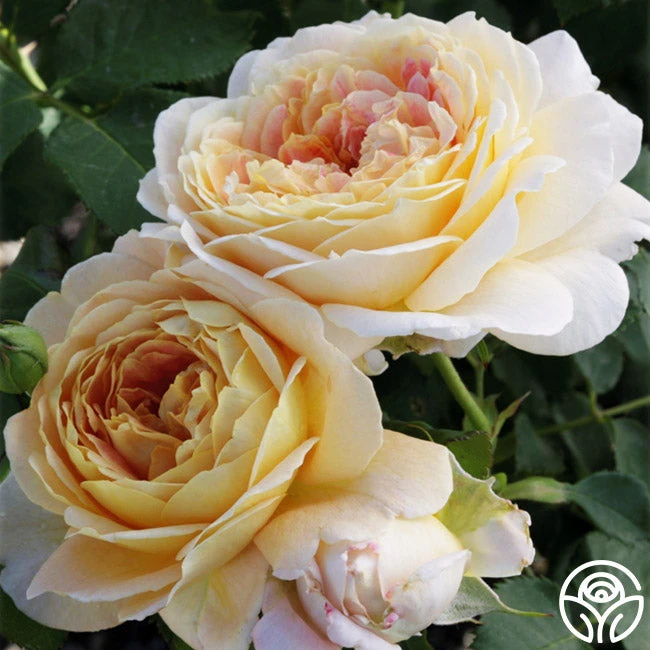 Fun In The Sun™ - Image 4