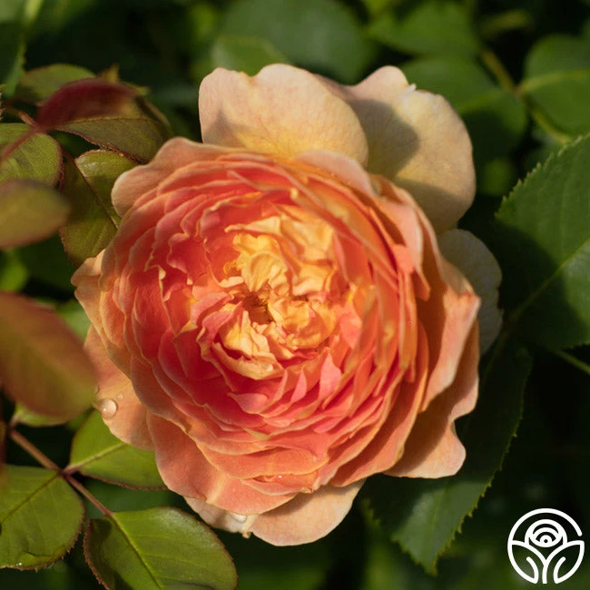 Fun In The Sun™ - Image 3