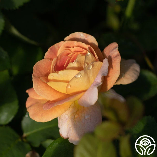 Fun In The Sun™ - Image 2