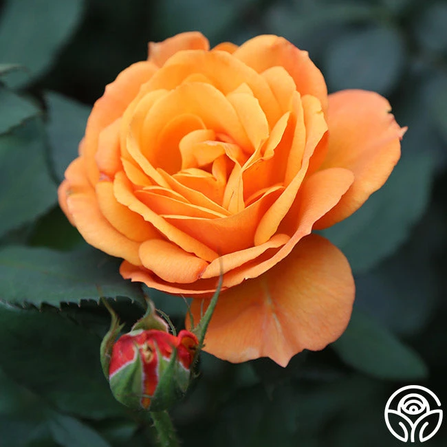 Good As Gold - Image 3