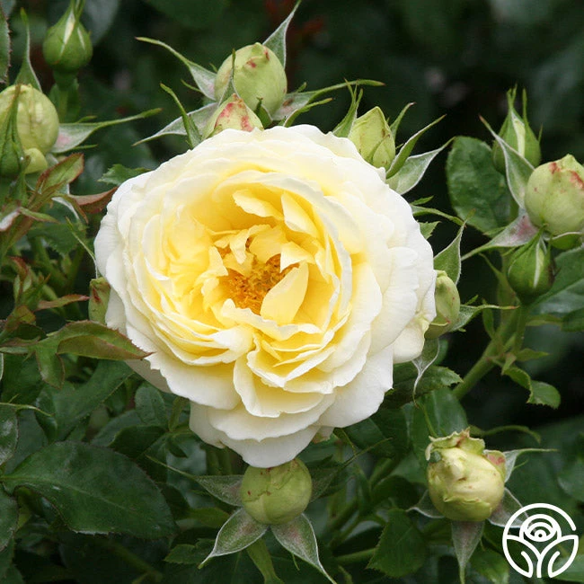 Good Ol' Summertime™ - Image 3