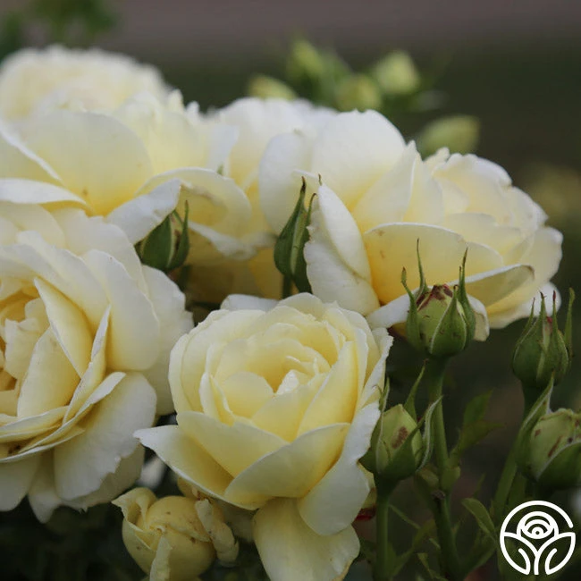 Good Ol' Summertime™ - Image 2