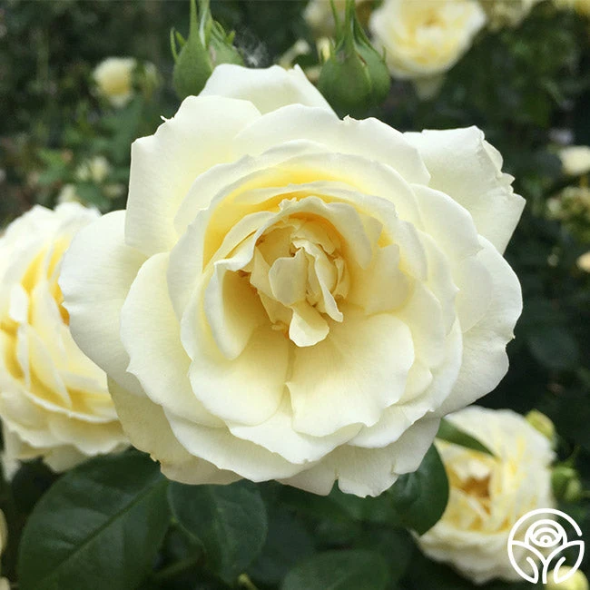 Good Ol' Summertime™ - Image 7