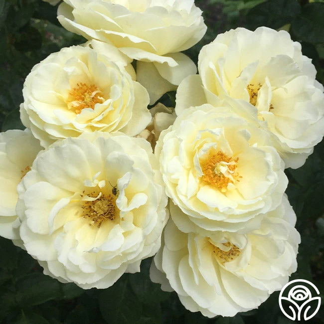 Good Ol' Summertime™ - Image 6