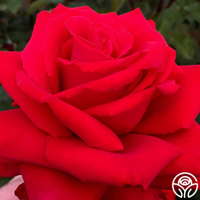 Eleganza® Grande Amore - Image 15