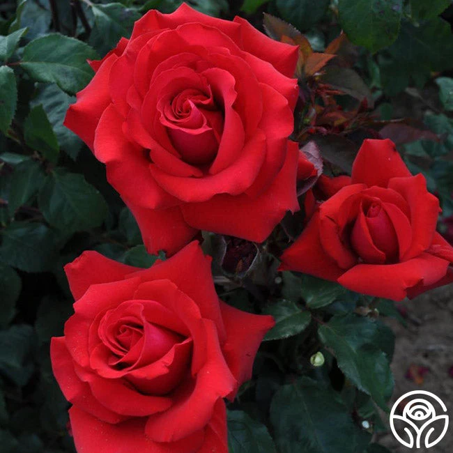 Eleganza® Grande Amore - Image 2