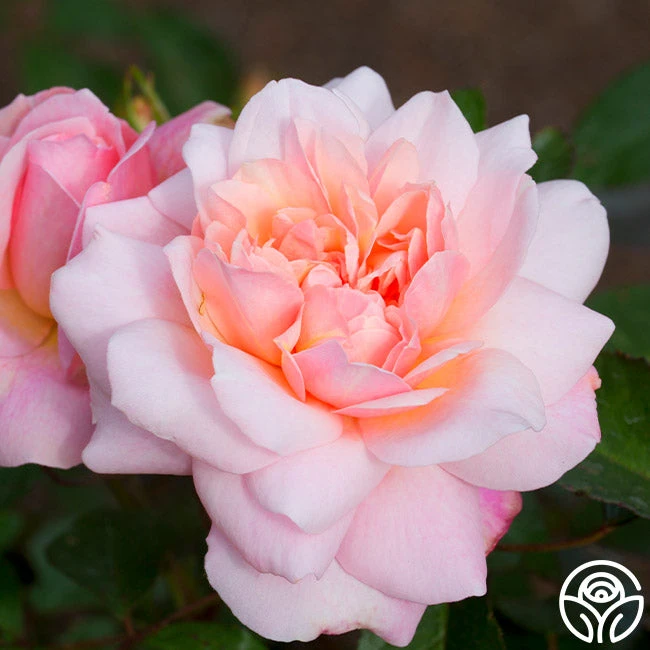 Gruss An Aachen - Image 5