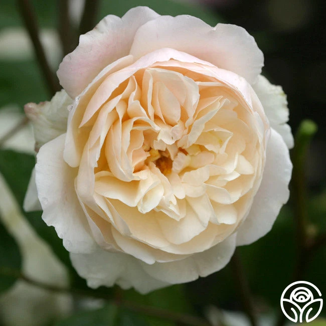 Gruss An Aachen - Image 2