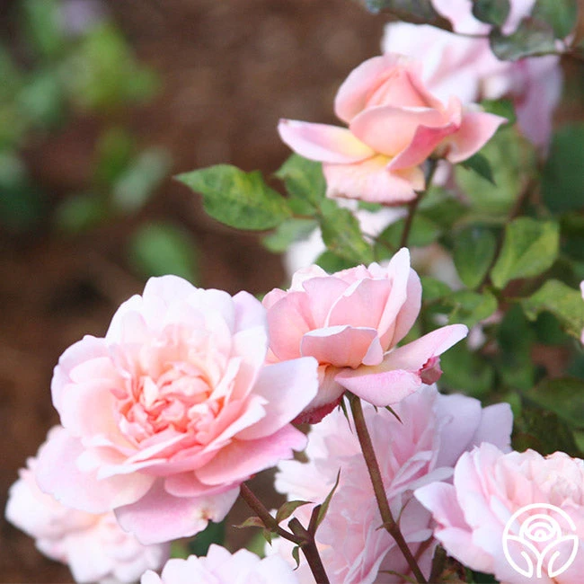 Gruss An Aachen - Image 4